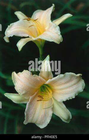 Hemerocallis 'Luxury Lace" (Dailily), zwei Blüten, Nahaufnahme Stockfoto