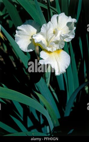 Iris pumila' Germany Glück' (Sibirische Iris), weisse Blüten mit gelben Farbton Stockfoto