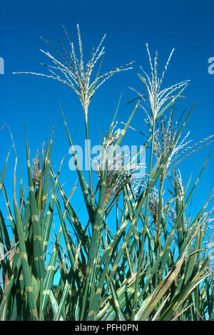 Miscanthus sinensis 'Zebrinus' (Japanisch silber Gras), gegen den blauen Himmel Stockfoto