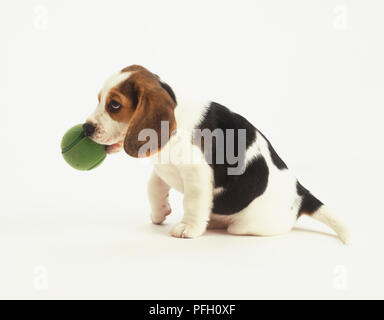 Beagle Welpen (Canis familiaris) Stockfoto