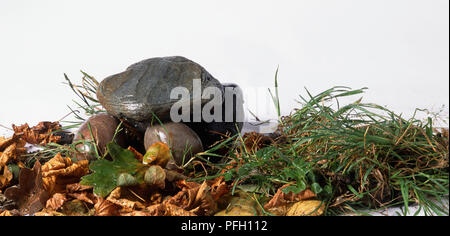 Flachen Stein ruht auf eiförmige Steine, durch Blattsänfte und Gras umgeben Stockfoto