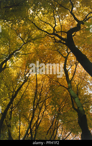 Acer palmatum Ango-kaku" oder "enkaki'. Nach oben geschossen von einem Cluster von Laub Ahorn mit hohen, dünnen, dunklen Trunks und Dichten gelben Blättern. Stockfoto