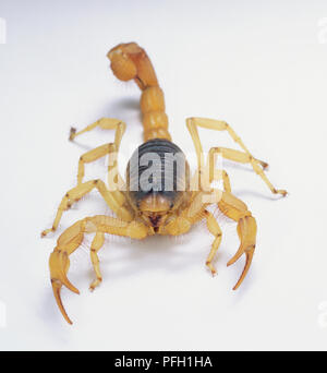 Riesige Wüste haarige Scorpion (Hadrurus Arizonensis) anfahren, Vorderansicht Stockfoto