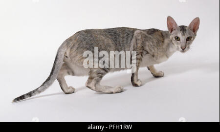 Schildpatt Schwarz Silber Orientalisch Kurzhaar Katze mit Gesichts blaze beschmutzt und Bars sich auf Beinen, Wandern, Seitenansicht. Stockfoto