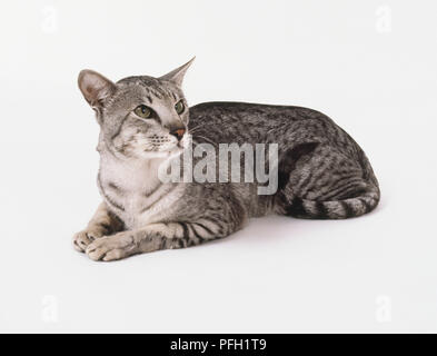 Silber Schwarz Orientalisch Kurzhaar Katze mit einem lebendigen Kontrast zwischen Coat und Markierungen beschmutzt, liegen. Stockfoto