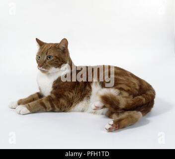 Red Classic Tabby und Weiß nicht-Stammbaum kurzhaar Katze mit dunkler Zornesfalten auf der Stirn, liegen und von der Seite. Stockfoto