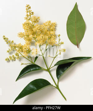 Fabaceae, Ligustrum lucidum, Chinesischen glänzender Liguster, Zweig-Spitze mit Eiförmig, spitz zulaufend, ausgereifte, glänzende Blätter und Cluster von kleinen gelben Blüten. Stockfoto