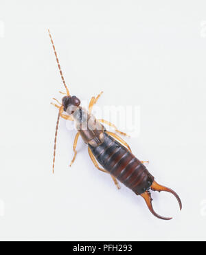 Gemeinsame earwig, Forficula auricularia, mit langen Antennen, Zange leicht öffnen, oben betrachten. Stockfoto