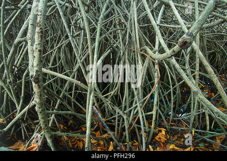 Mexiko, Yucatan, Mangroven Wurzeln und Zweige, close-up Stockfoto