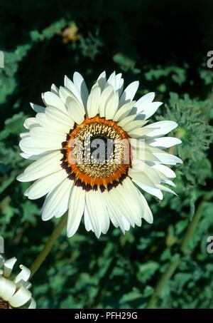 Arctotis fastuosa 'Zulu Prince' (African Daisy), Blüte, close-up Stockfoto