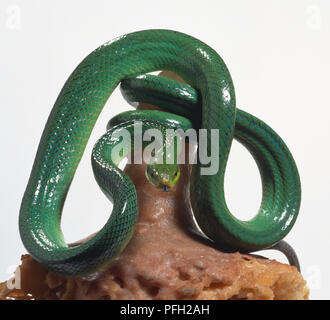 Red-tailed Racer, helle grüne Höhle - Wohnung Schlange, Schwanz fest um Rock gewickelt, die Schlange, während es für eine Fledermaus zu fangen wartet zu verankern. Stockfoto