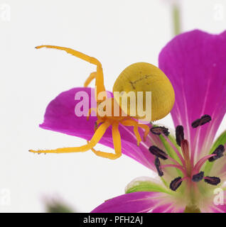 Goldrute crab Spider (Misumena vatia) auf lila cranesbill Blume, Nahaufnahme Stockfoto