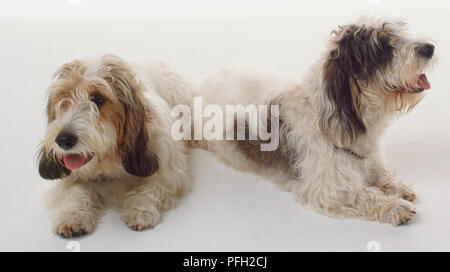 Zwei weiße und braune Grand Basset Griffon Vendéen Hunde liegen auf dem Boden, keuchend. Stockfoto