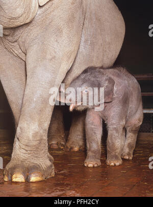 Baby asiatischer Elefant steht unter seiner Mutter mit seinen Mund zu öffnen versuchen zu säugen. Stockfoto