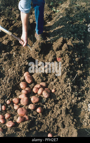 Man Ernte von Kartoffeln von Hand mit einer Gabel. Stockfoto