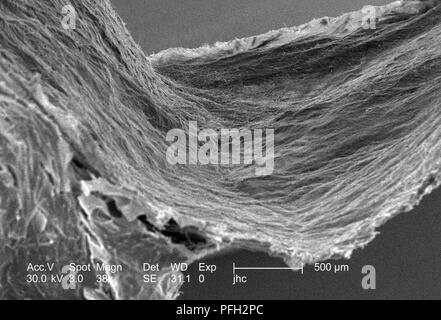 Ultrastrukturforschung Details auf der Oberfläche eines nicht identifizierten Wespen Nest in Decatur, Georgia, in den 38 x ergab vergrößerte Rasterelektronenmikroskopische (SEM) Bild, 2006. Mit freundlicher Seuchenkontrollzentren (CDC). () Stockfoto