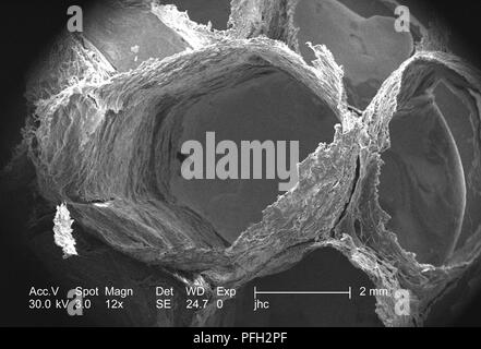 Ultrastrukturforschung Details auf der Oberfläche eines nicht identifizierten Wespen Nest in Decatur, Georgia, in den 12 x vergrößert Rasterelektronenmikroskopische (SEM) Bild 2006 ergab. Mit freundlicher Seuchenkontrollzentren (CDC). () Stockfoto