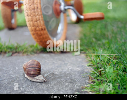 Eine Schnecke über Straße vor einem Kinder Fahrrad, geringe Tiefenschärfe Stockfoto