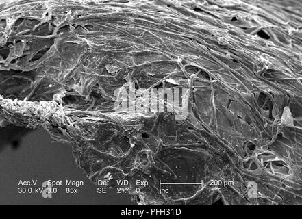 Ultrastrukturforschung Details auf der Oberfläche eines nicht identifizierten Wespen Nest in Decatur, Georgia, in den 85 ergab x vergrößert Rasterelektronenmikroskopische (SEM) Bild, 2006. Mit freundlicher Seuchenkontrollzentren (CDC). () Stockfoto