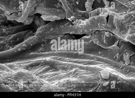 Ultrastrukturforschung Details auf der Oberfläche eines nicht identifizierten Wespen Nest in Decatur, Georgia, in der 681 x ergab vergrößerte Rasterelektronenmikroskopische (SEM) Bild, 2006. Mit freundlicher Seuchenkontrollzentren (CDC). () Stockfoto