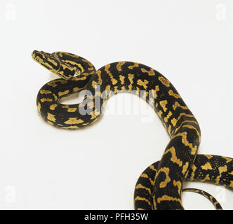 Slithering Teppichpython (Morelia spilota), hohe Betrachtungswinkel Stockfoto