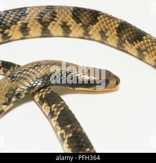 Leiter der slithering Falsche Wasser Cobra (Hydrodynastes gigas), Seitenansicht, in der Nähe Stockfoto