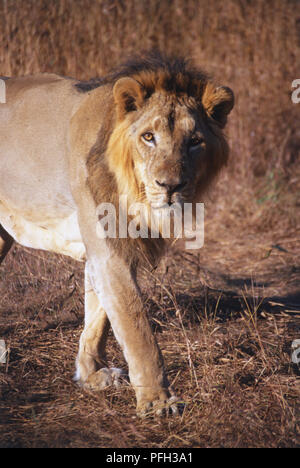 Asiatischer Löwe (Panthera leo persica) in Trockenrasen, nach vorne, vordere Partie Stockfoto
