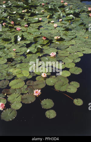 Rosa Seerosen und runde grüne Blätter flott auf einem Teich, hohe Betrachtungswinkel Stockfoto