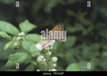 Italien, der südlichen Toskana, der Maremma Region, Meadow Brown Schmetterling (Pyrausta aurata) Fütterung auf Wildflower, close-up Stockfoto