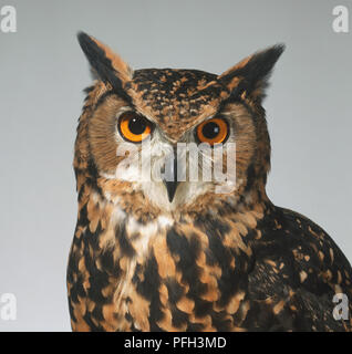 Leiter der Uhu (Bubo bubo), Nahaufnahme, an Kamera suchen Stockfoto
