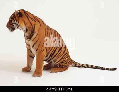 Sitzung Tiger (Panthera tigris), Seitenansicht Stockfoto