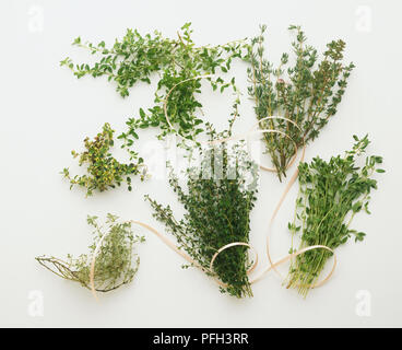 Auswahl der kulinarischen Kräuter Stockfoto