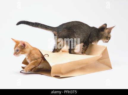 Paar Jungtiere (Felis catus) spielen mit einer braunen Papiertüte Stockfoto