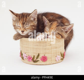 Zwei schildpatt Katzen in einem kleinen Korb, die Augen geschlossen, Vorderansicht Stockfoto