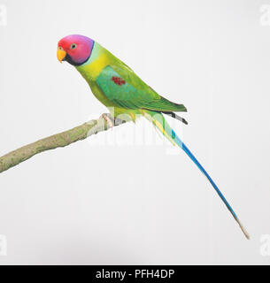 Pflaume-headed Parakeet (Psittacula cyanocephala) auf einem Ast sitzend, Seitenansicht Stockfoto