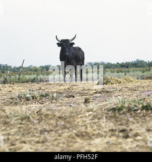 Camargue Stier (Bos taurus) in einem Feld, Vorderansicht Stockfoto