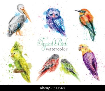 Aquarell Vögel set Vektor. Peacock, Eule, Pelikan und Papageien Sammlung Stock Vektor