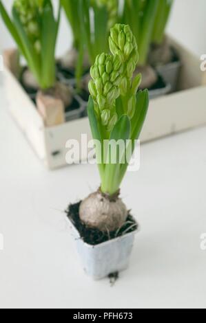 Hyazinthe in einem kleinen Topf, und einige mehr in einem Kasten im Hintergrund Stockfoto