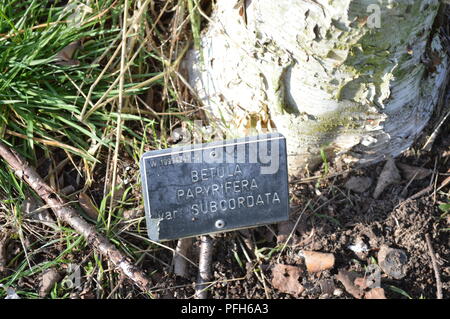 Betula papyrifera subcordata Stockfoto