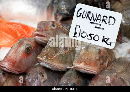 England, handgeschriebene Preisschild auf Stapel von knurrhahn Fisch zum Verkauf auf fischhändler der Abschaltdruck Stockfoto