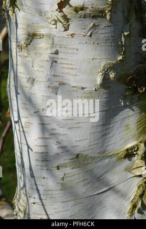 Betula papyrifera subcordata Stockfoto