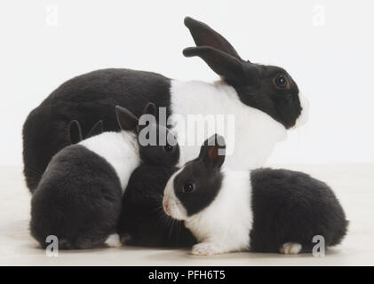 Schwarze und weiße Mutter Kaninchen (Oryctolagus cuniculus) und drei jungen Kaninchen Stockfoto