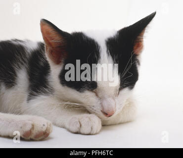 Leiter der schwarz-weisse Katze (Felis catus) schlafend auf seiner Vorderseite liegt, Vorderansicht Stockfoto