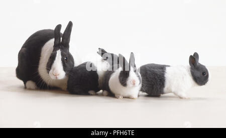 Weiße und graue Hauskaninchen (Oryctolagus cuniculus) mit drei Kätzchen, Seitenansicht Stockfoto