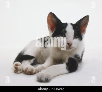 Schwarze und weiße kurzhaarigen Hauskatze (Felis catus) liegen auf der Seite, Vorderansicht Stockfoto