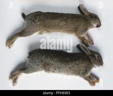 Zwei graue gejagt Kaninchen (Oryctolagus cuniculus), Seitenansicht Stockfoto