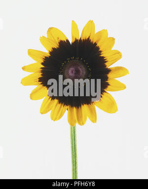 Helianthus sp., Sonnenblumen Kopf Stockfoto