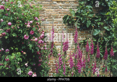 Violett-rosa Rosen und Digitalis purpurea, gemeinsame Fingerhut, vor einer Mauer gepflanzt Stockfoto