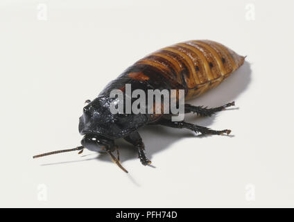 Madagaskar Zischen Küchenschabe (Gromphadorhina Portentosa), in der Nähe Stockfoto