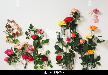 Rosa sp., Auswahl von strauchrosen Stockfoto